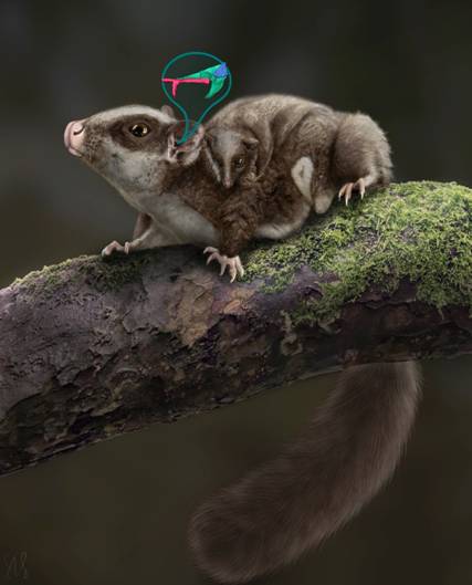 A squirrel with a party hat on top of a tree branchDescription automatically generated with low confidence