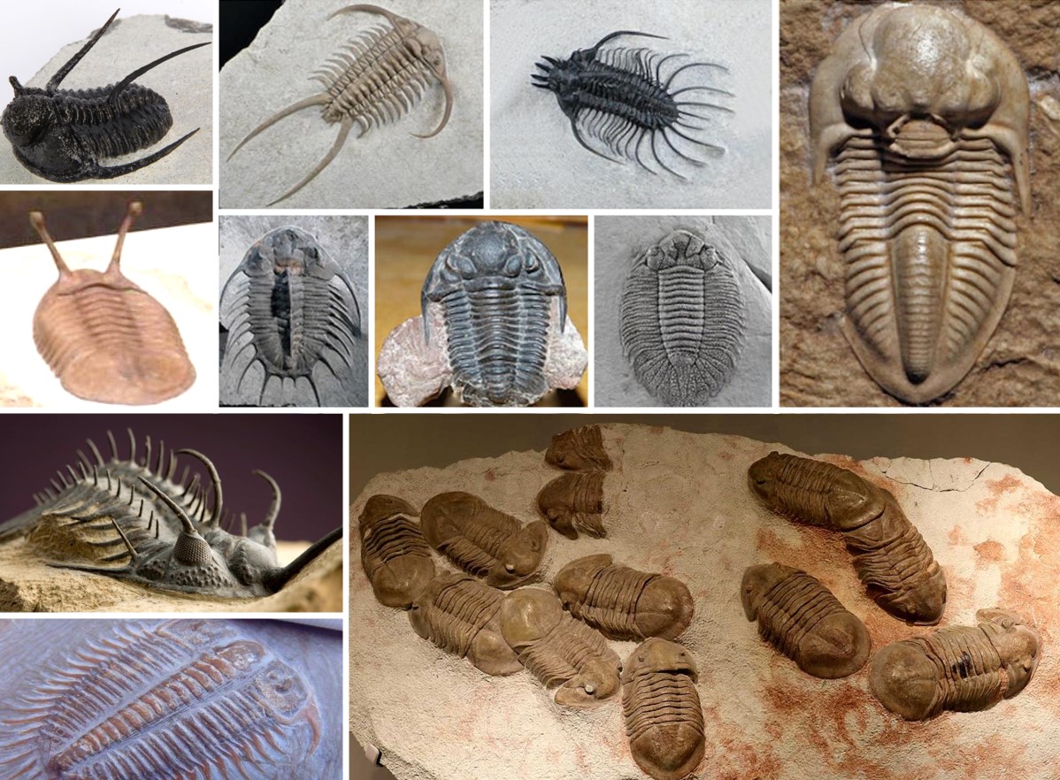 在庫あり 三葉虫 化石 fossil ボリビア産 trilobite 海生動物識別④ 三